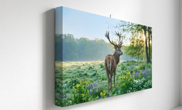 Magic of the Wild: Majestic Deer in Springtime